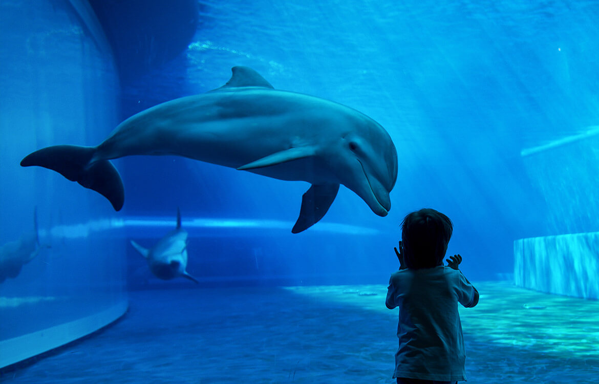 What are the Conditions for Dolphinariums